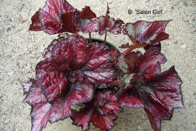B. ‘Salon Girl’